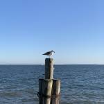 Amy3076 Profile Picture