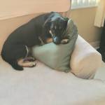 Mary Kotomski Profile Picture