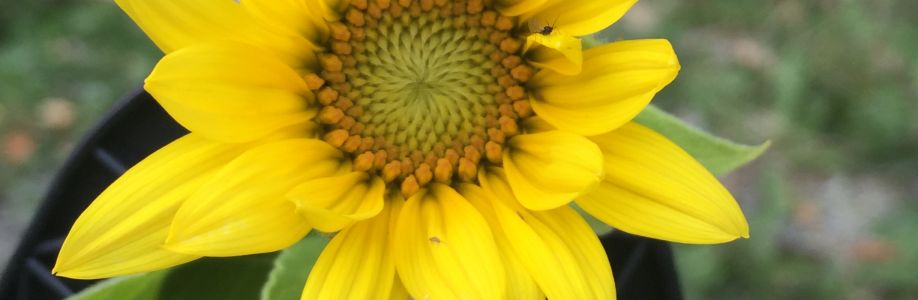 Jennifer McConnaughey Cover Image