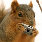 RedSquirrel Profile Picture