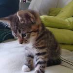 Robinson Brown Profile Picture