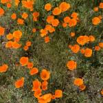 Orange Poppies Profile Picture