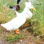 frowsy Profile Picture