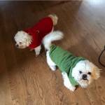 Hamilton Dave Profile Picture