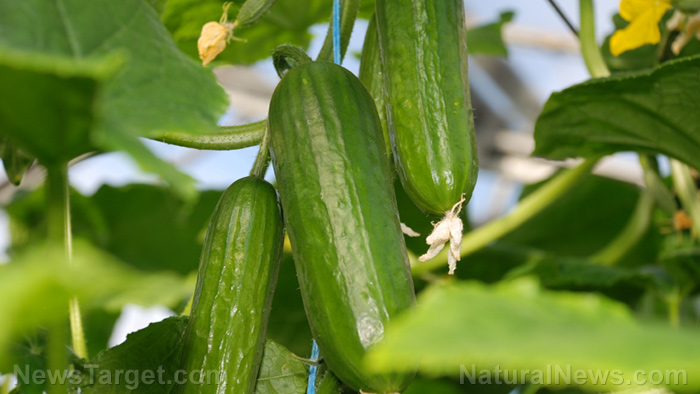 A cucumber a day keeps the heart doctor away – NaturalNews.com