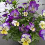 Davis Washington Profile Picture