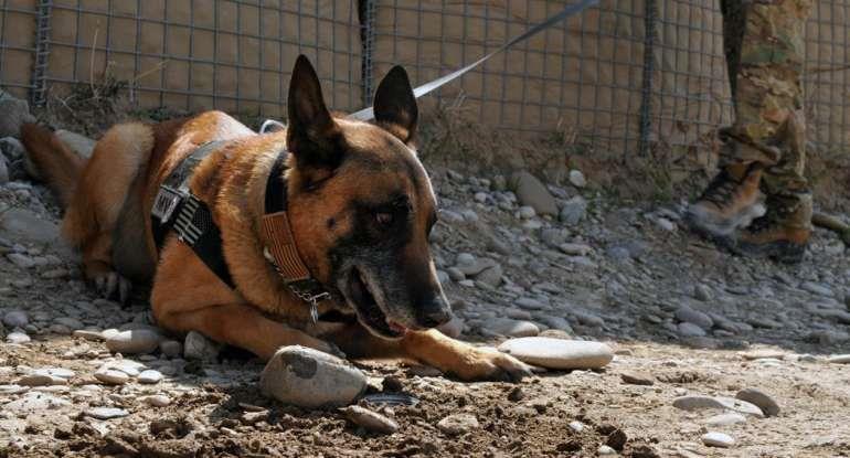 Heartbreaking: Egypt and Jordan Have Been Killing Our Bomb-Sniffing Dogs, and More Are Going to Die | Culture