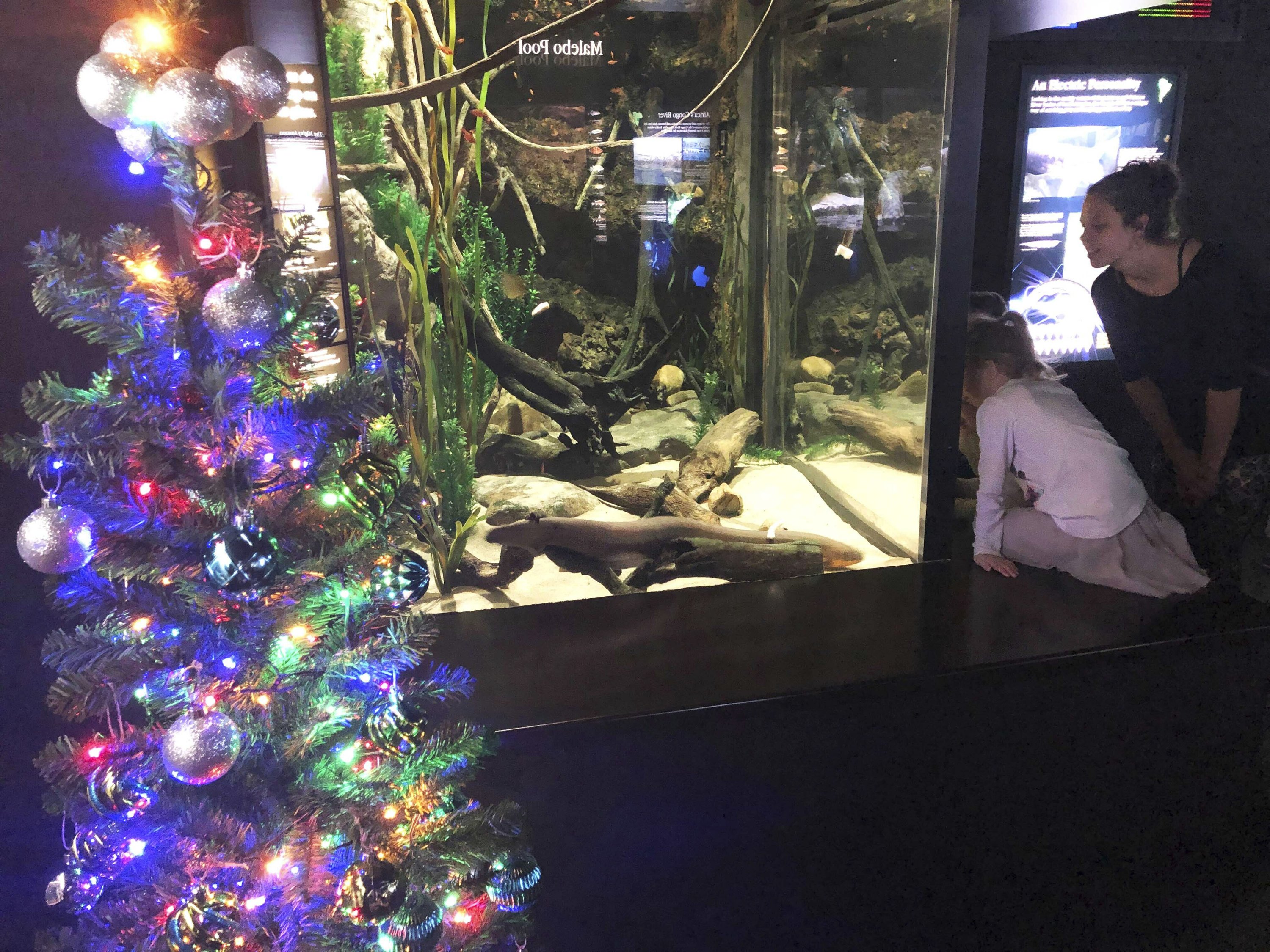 Shocked? Electric eel powers aquarium's Christmas lights