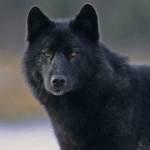 Harry Goodwin Profile Picture