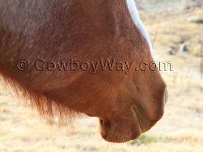 Trim Your Horse's Chin Hairs | Horse Tips