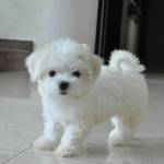 Bobby Henry Profile Picture