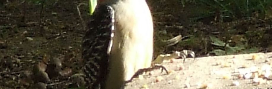 Yvonne Tallant Cover Image