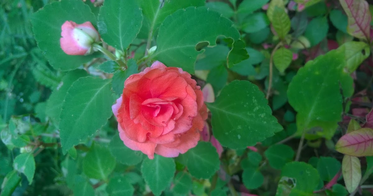 THE TYPE OF RARE KUDALU 'ROSE KUDALU'