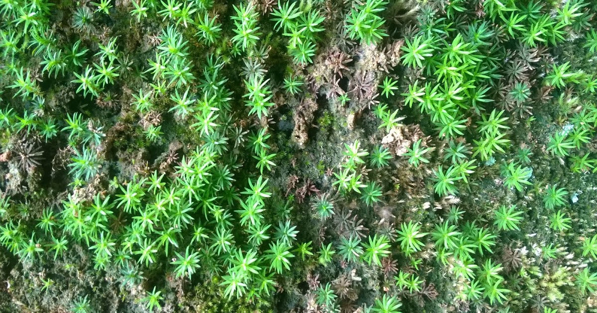 THE STAR RARE MOSS 'RANGERS MOSS'