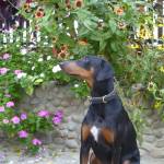 Gordon Collins Profile Picture