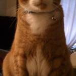 Adam Talbot Profile Picture