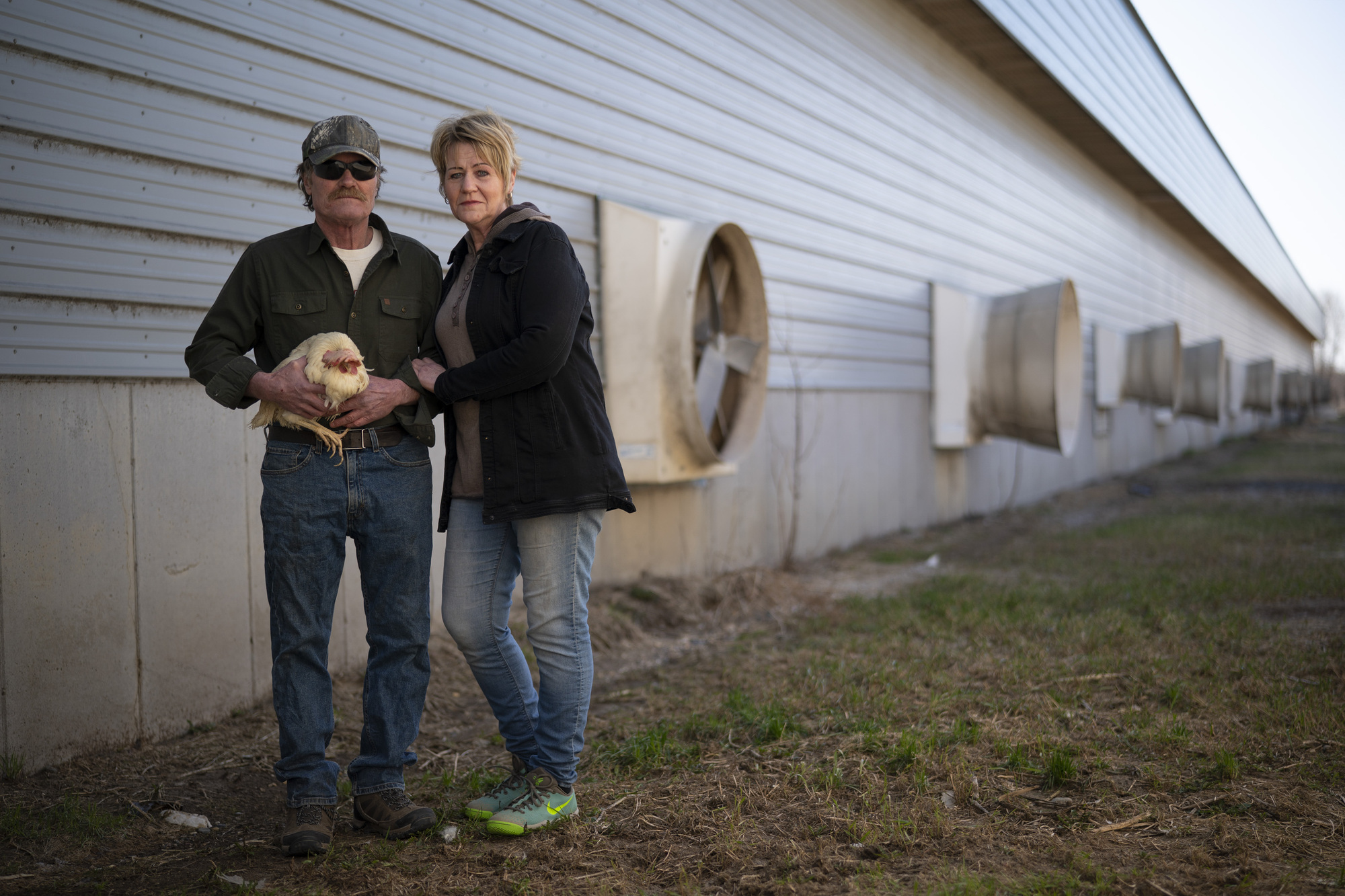 Egg demand shifted, and 61,000 Minnesota chickens were euthanized | Star Tribune