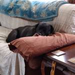 ALYCE Marshall Profile Picture