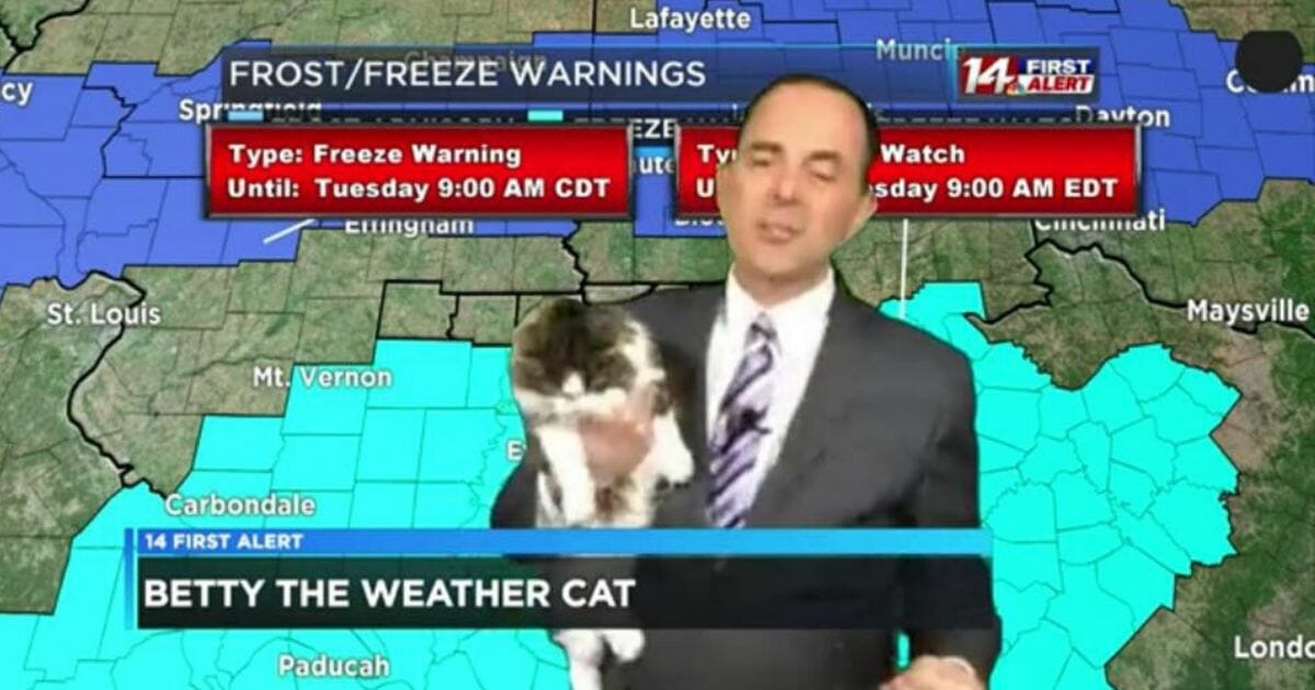 Weatherman working from home interrupted by needy cat, becomes internet sensation - WND