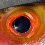 Tracy Leverone Profile Picture