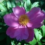 Marjorie Hitchcock Profile Picture