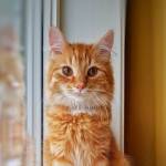 Marie Cece Profile Picture