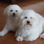 MELISSA STUCK Profile Picture