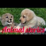 Animal Stories Profile Picture