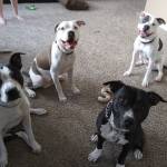 Samantha Davis Profile Picture