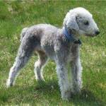 Bedlington Terrier Profile Picture