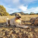 Amy Wills Profile Picture