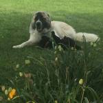 Susan Donaldson Profile Picture