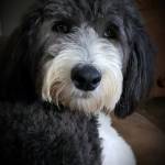 Denice Jordan Profile Picture