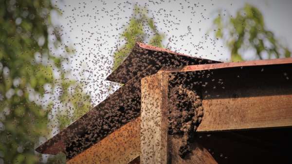 Swarm of killer bees sting dogs to death in Arizona