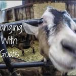 The Hanging Goat Bar And Grill Profile Picture