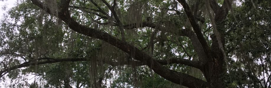 Elizabeth C F Gutierrez Cover Image