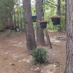 Linda Cowden Profile Picture