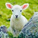 1GoodShepherd Profile Picture