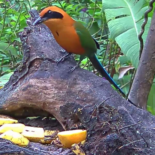 Panama Fruit Feeders | Cornell Lab Bird Cams 			Cornell Lab Bird Cams