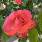 Rita Rebello Profile Picture