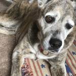 Scott Anthony Peterman Profile Picture