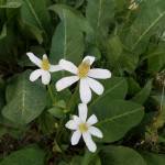 Dana Minadeo Profile Picture