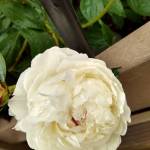 Deborah Valenti Profile Picture