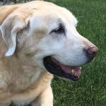 Judy Hartzler Profile Picture