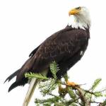 Janet Thompson Profile Picture