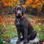 griddog1 Profile Picture