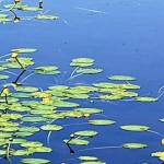 Joan Paul Profile Picture