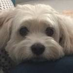 Judi Collier Profile Picture