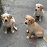 mother care pet Profile Picture