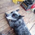 Billy Garner Profile Picture